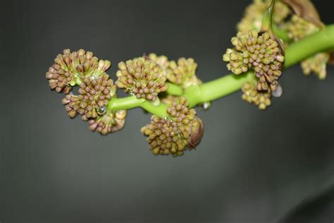 鐵樹開花好唔好|鐵樹開花